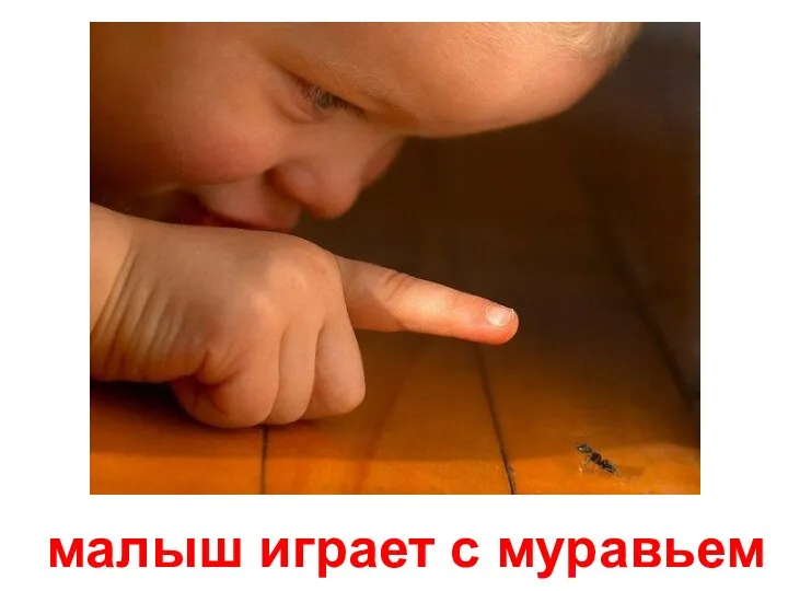 малыш играет с муравьем