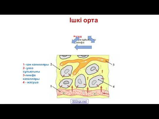 Ішкі орта 1- қан капилляры 2- ұлпа сұйықтығы 3-лимфа капилляры
