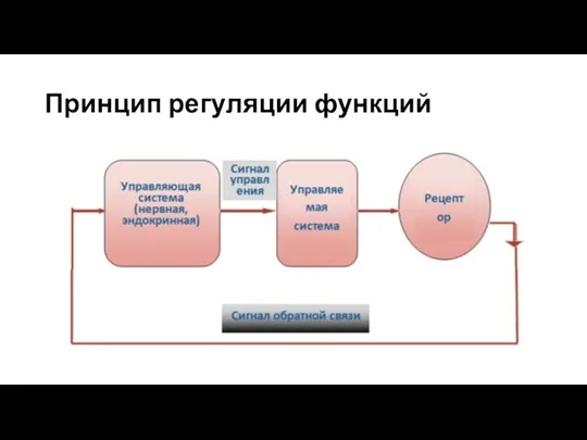 Принцип регуляции функций