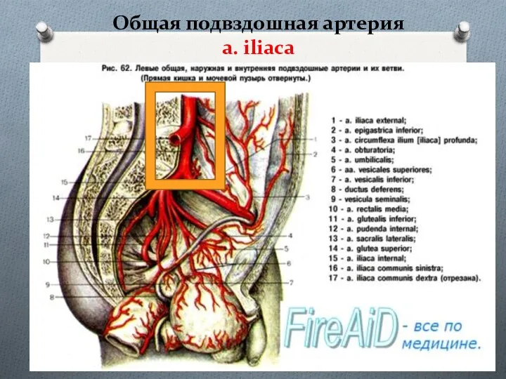 Общая подвздошная артерия a. iliaca