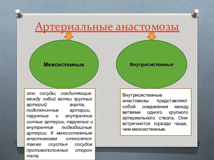 Артериальные анастомозы Межсистемные Внутрисистемные это сосуды, соединяющие между собой ветви