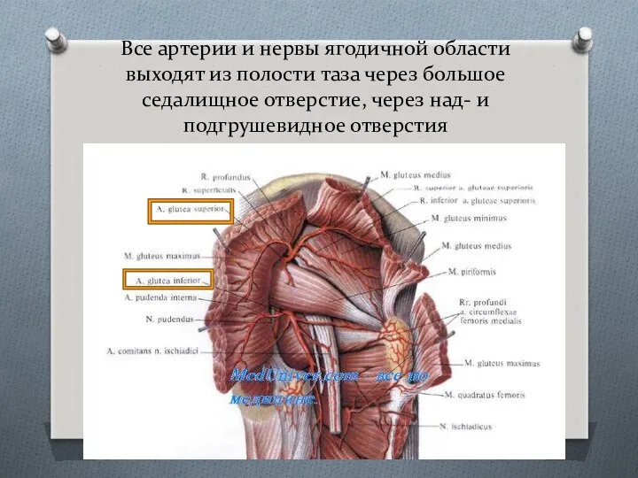 Все артерии и нервы ягодичной области выходят из полости таза