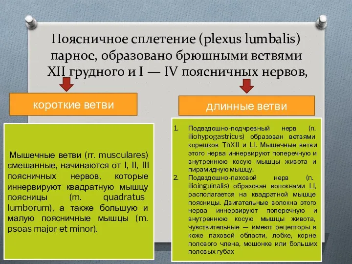 Поясничное сплетение (plexus lumbalis) парное, образовано брюшными ветвями XII грудного