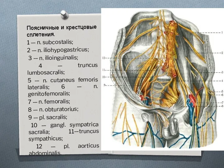 Поясничные и крестцовые сплетения. 1 — n. subcostalis; 2 —