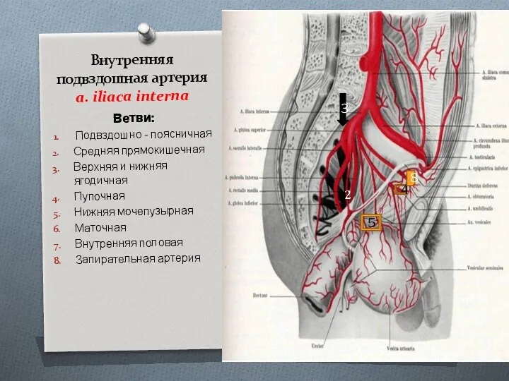 Внутренняя подвздошная артерия a. iliaca interna Ветви: Подвздошно - поясничная