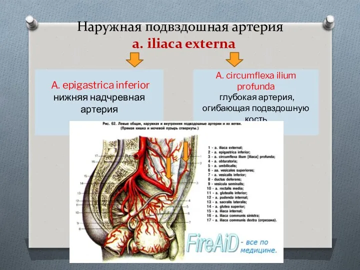 Наружная подвздошная артерия a. iliaca externa A. epigastrica inferior нижняя