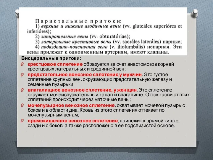 Висцеральные притоки: крестцовое сплетение образуется за счет анастомозов корней крестцовых