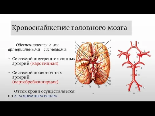 Кровоснабжение головного мозга Обеспечивается 2-мя артериальными системами: Системой внутренних сонных