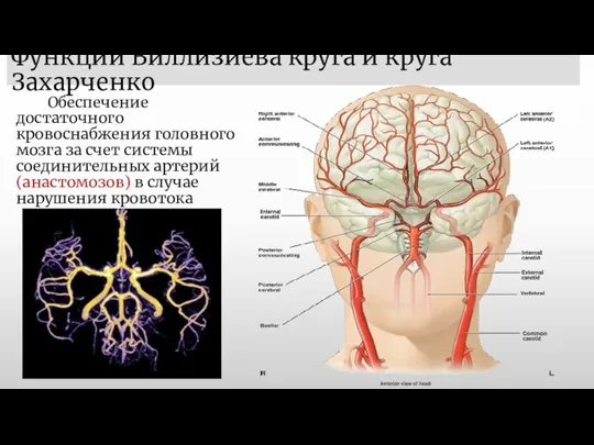 Функции Виллизиева круга и круга Захарченко Обеспечение достаточного кровоснабжения головного