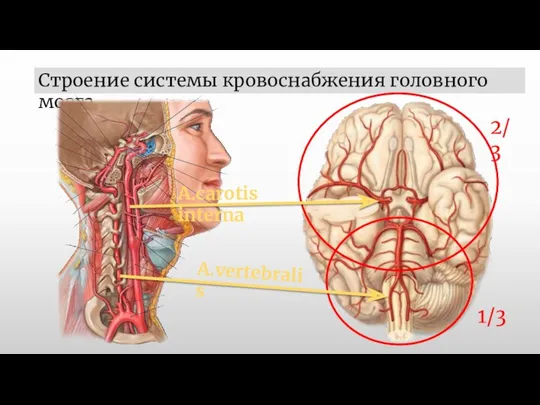 Строение системы кровоснабжения головного мозга А.carotis interna 2/3 А.vertebralis 1/3