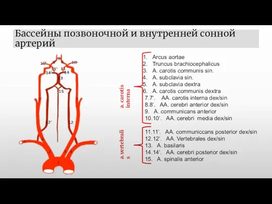 Бассейны позвоночной и внутренней сонной артерий Arcus aortae Truncus brachiocephalicus