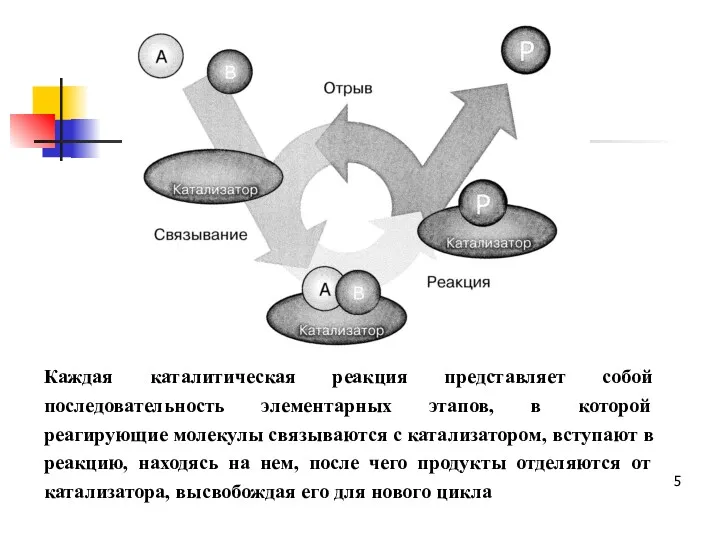 Каждая каталитическая реакция представляет собой последовательность элементарных этапов, в которой