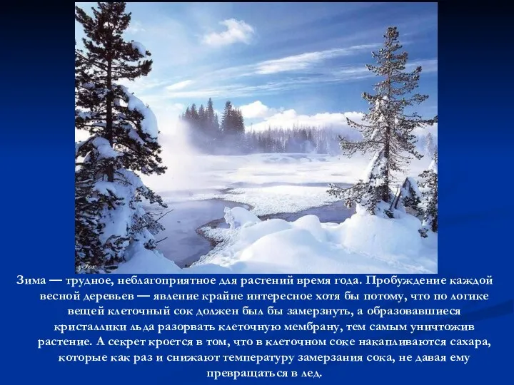 Зима — трудное, неблагоприятное для растений время года. Пробуждение каждой