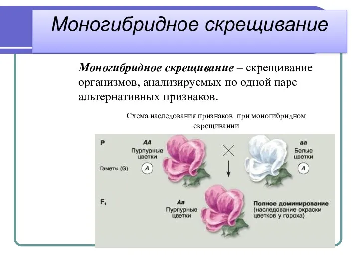 Моногибридное скрещивание Моногибридное скрещивание – скрещивание организмов, анализируемых по одной