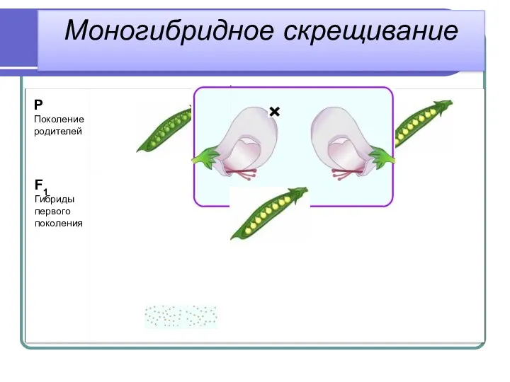 Р Поколение родителей F1 Гибриды первого поколения Моногибридное скрещивание