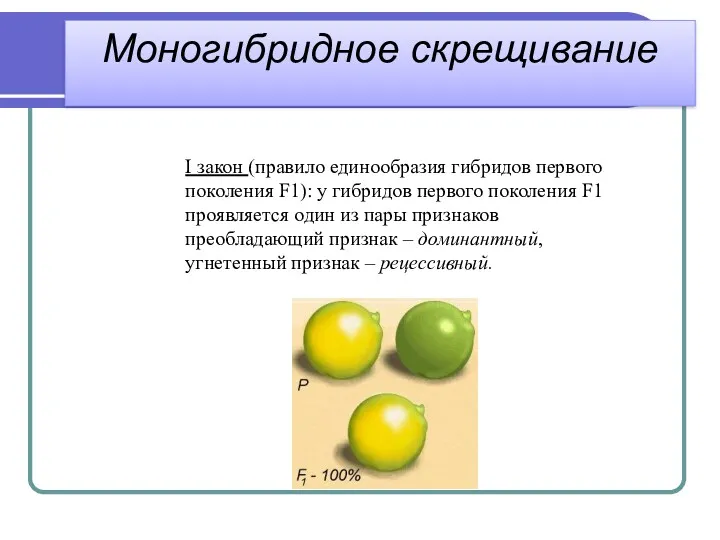 I закон (правило единообразия гибридов первого поколения F1): у гибридов