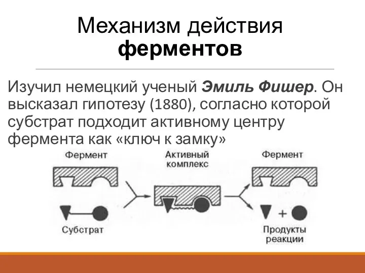 Механизм действия ферментов Изучил немецкий ученый Эмиль Фишер. Он высказал