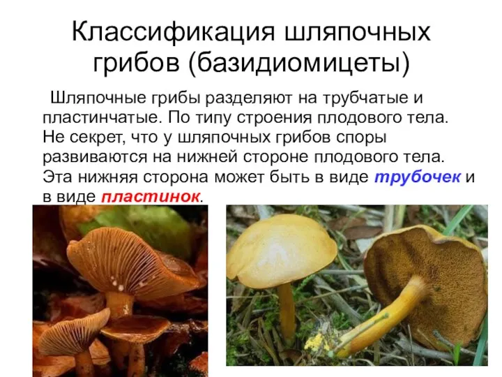 Классификация шляпочных грибов (базидиомицеты) Шляпочные грибы разделяют на трубчатые и