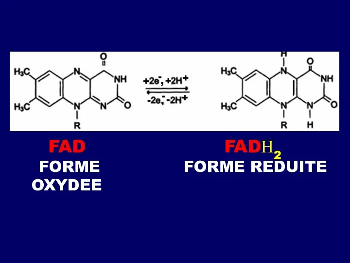 FAD FORME OXYDEE FADН2 FORME REDUITE