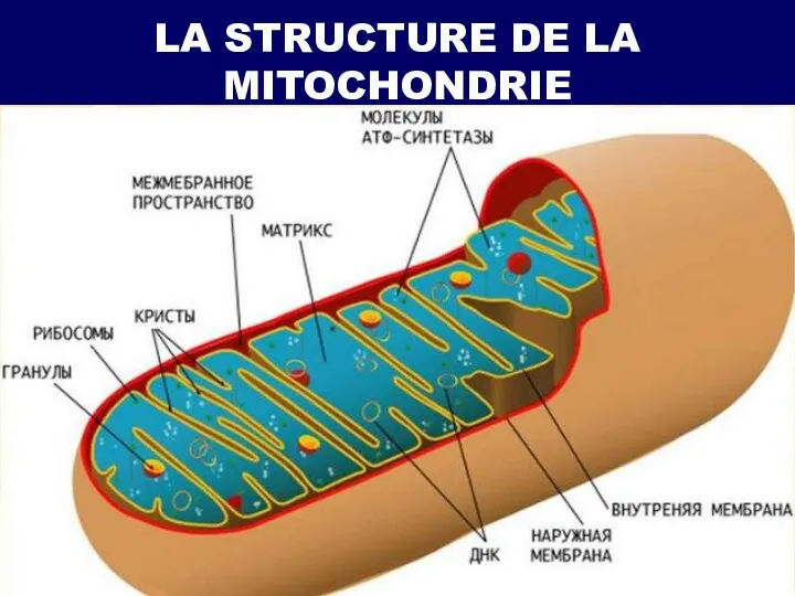 LA STRUCTURE DE LA MITOCHONDRIE