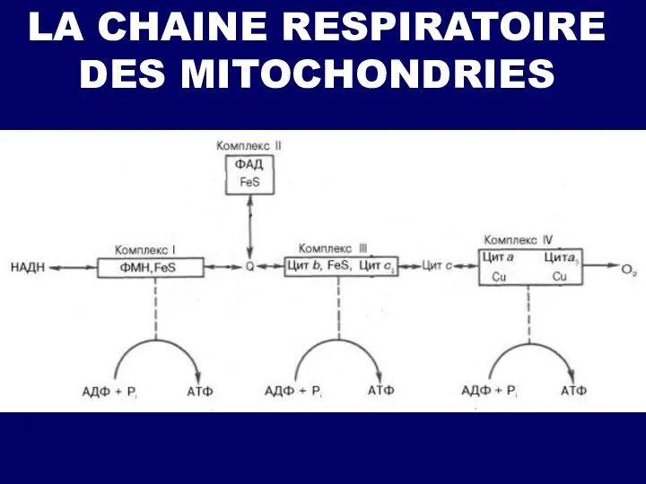 LA CHAINE RESPIRATOIRE DES MITOCHONDRIES