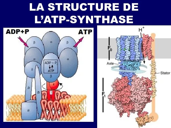 LA STRUCTURE DE L’ATP-SYNTHASE