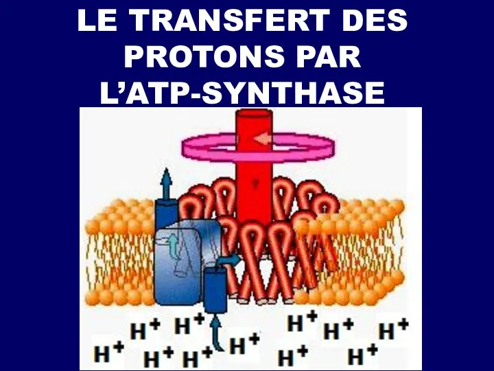 LE TRANSFERT DES PROTONS PAR L’ATP-SYNTHASE