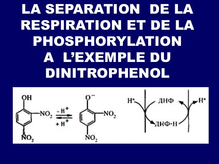 LA SEPARATION DE LA RESPIRATION ET DE LA PHOSPHORYLATION A L’EXEMPLE DU DINITROPHENOL