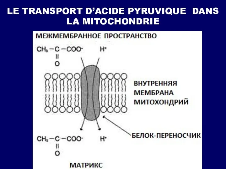 LE TRANSPORT D’ACIDE PYRUVIQUE DANS LA MITOCHONDRIE