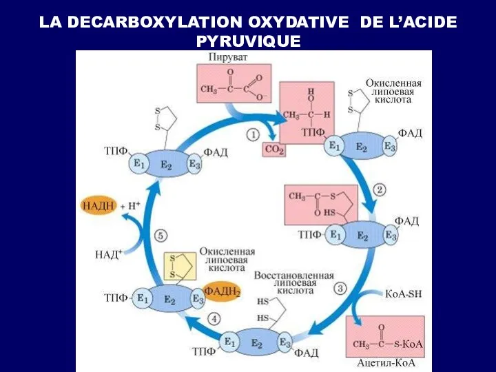 LA DECARBOXYLATION OXYDATIVE DE L’ACIDE PYRUVIQUE