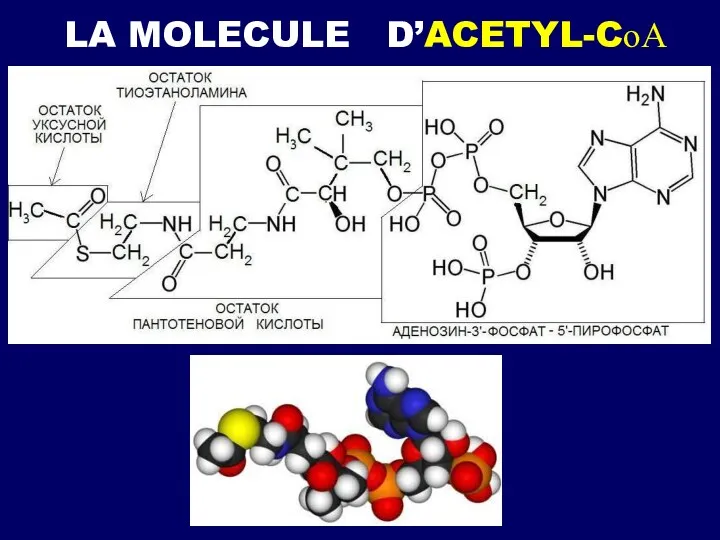 LA MOLECULE D’ACETYL-CоА