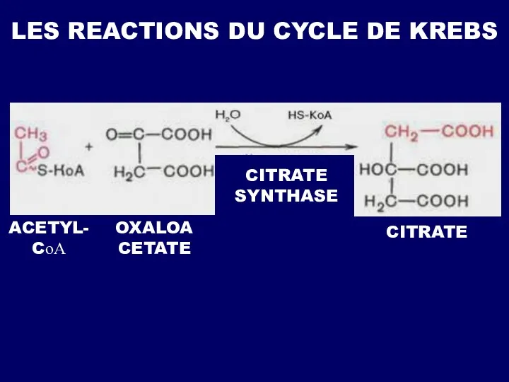 LES REACTIONS DU CYCLE DE KREBS OXALOACETATE ACETYL-CоА CITRATE