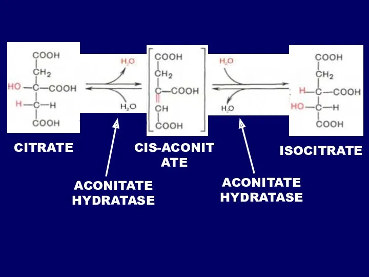 ACONITATE HYDRATASE CITRATE ACONITATE HYDRATASE CIS-ACONITATE ISOCITRATE