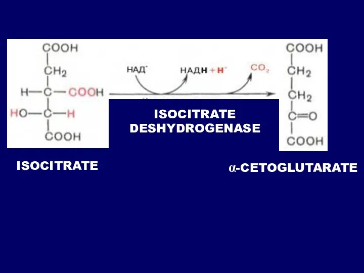 ISOCITRATE ISOCITRATE DESHYDROGENASE α-CETOGLUTARATE