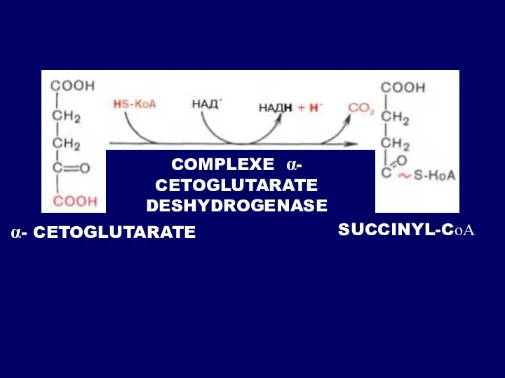α- CETOGLUTARATE SUCCINYL-CоА COMPLEXE α- CETOGLUTARATE DESHYDROGENASE