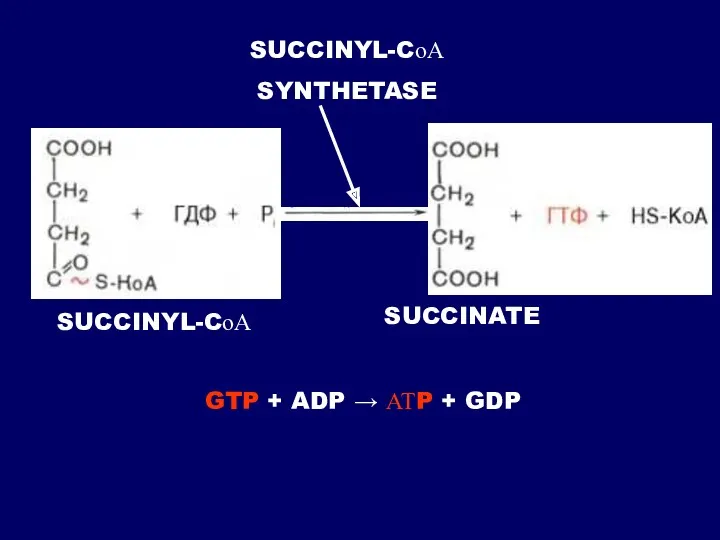 SUCCINATE SUCCINYL-CоА SUCCINYL-CоА SYNTHETASE GTP + ADP → АТP + GDP