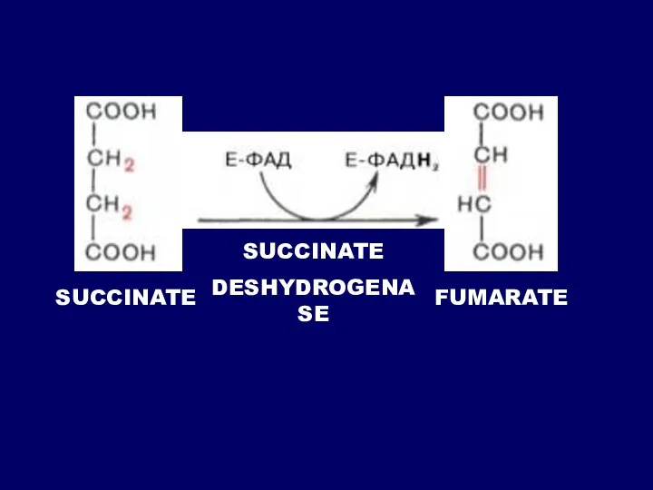 SUCCINATE FUMARATE SUCCINATE DESHYDROGENASE