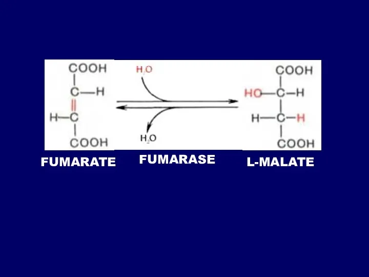 FUMARATE FUMARASE L-MALATE