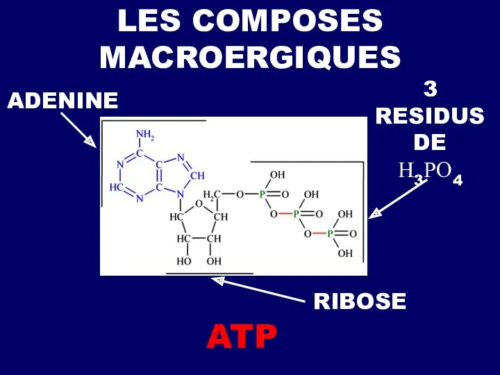 ATP LES COMPOSES MACROERGIQUES ADENINE 3 RESIDUS DE Н3РО4 RIBOSE