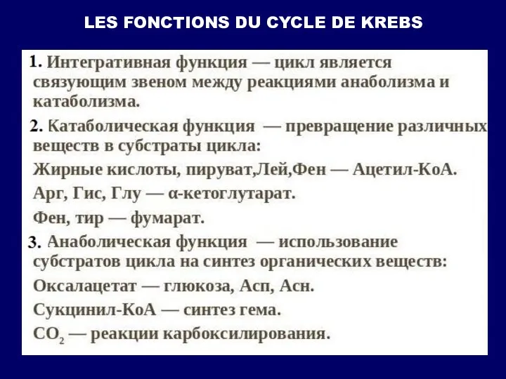 LES FONCTIONS DU CYCLE DE KREBS