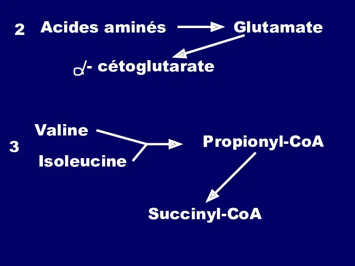 Propionyl-CoA