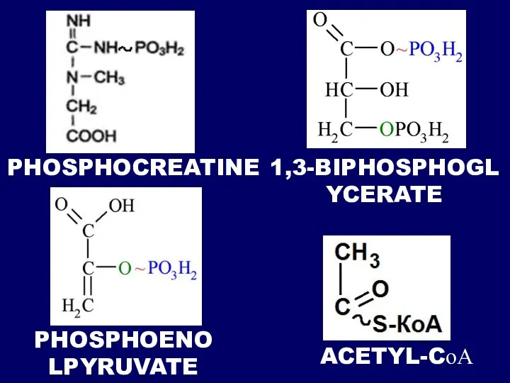 PHOSPHOCREATINE 1,3-BIPHOSPHOGLYCERATE PHOSPHOENOLPYRUVATE ACETYL-CоА