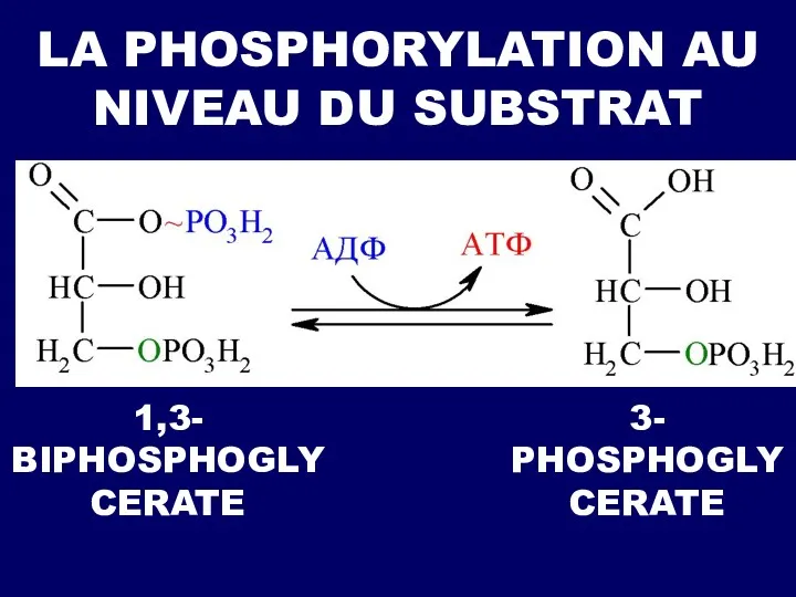 LA PHOSPHORYLATION AU NIVEAU DU SUBSTRAT 1,3- BIPHOSPHOGLYCERATE 3- PHOSPHOGLYCERATE