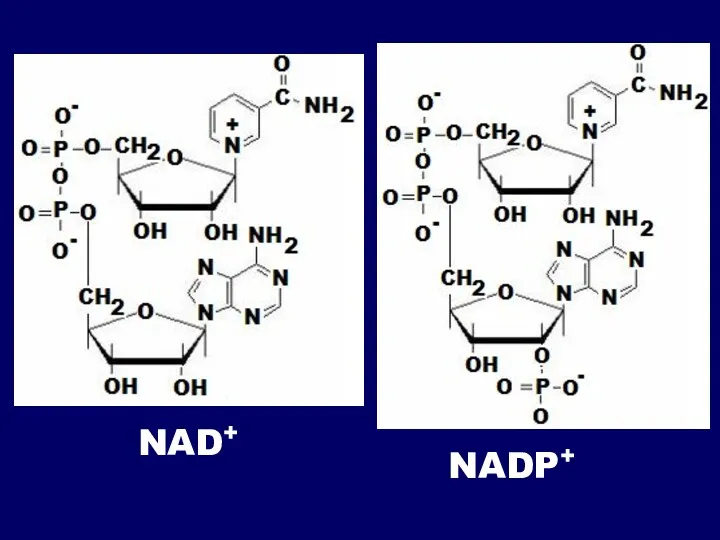 NADP+ NAD+