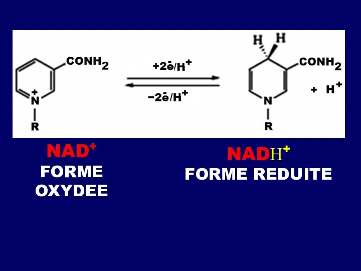 NAD+ FORME OXYDEE NADН+ FORME REDUITE