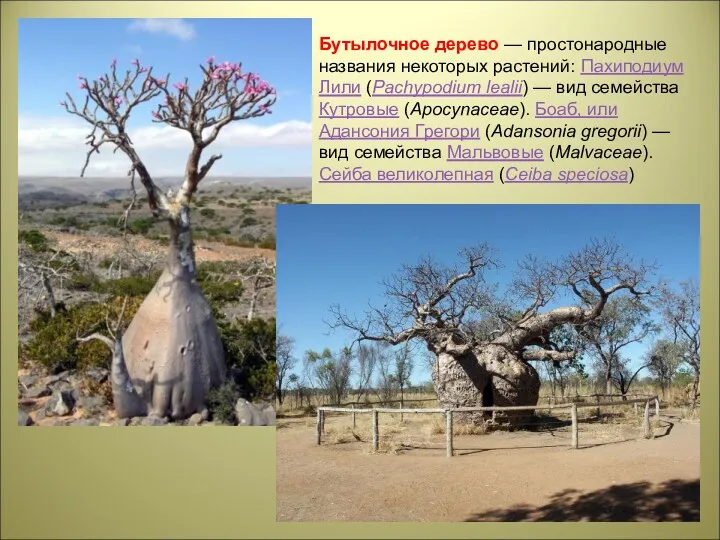Бутылочное дерево — простонародные названия некоторых растений: Пахиподиум Лили (Pachypodium