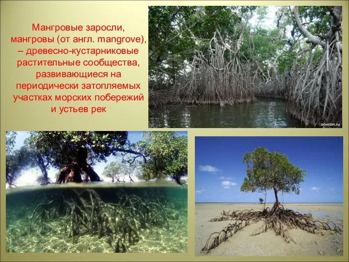 Мангровые заросли, мангровы (от англ. mangrove), – древесно-кустарниковые растительные сообщества,