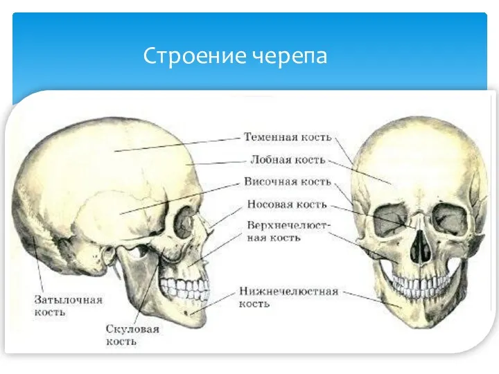 Строение черепа