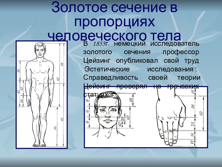 Золотое сечение в пропорциях человеческого тела В 1855г. немецкий исследователь