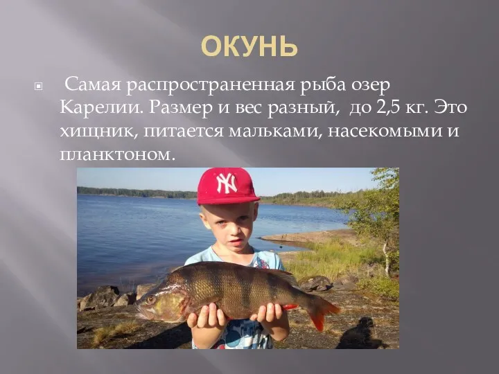 ОКУНЬ Самая распространенная рыба озер Карелии. Размер и вес разный, до 2,5 кг.